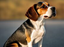 gestazione cane durata e come comportarsi