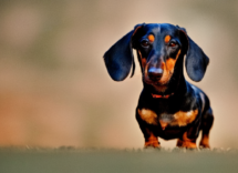 Guida alle vaccinazioni da fare a un cane