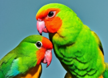 Perché gli inseparabili si chiamano inseparabili