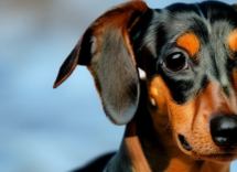 perche i cani mangiano i sassi