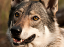 perche i cani ululano
