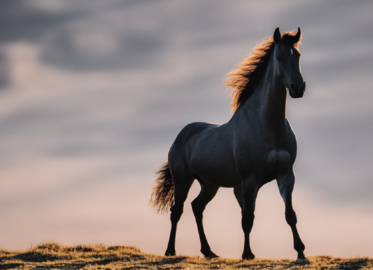 Perché si dice che il cavallo ha cinque cuori