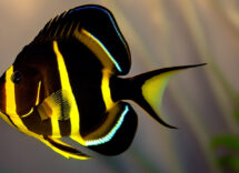 pesci scalari per acquario quanto vivono 1