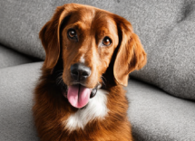 Sintomi del calore nel cane: cosa fare durante il periodo di accoppiamento