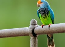 uccelli domestici le razze piu adatte a vivere in casa