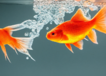 È vero che i pesci rossi hanno la memoria corta