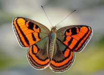 10 cose che non sapevi sulle farfalle domestiche