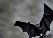 Adottare un pipistrello contro le zanzare potrebbe essere la svolta dell'estate