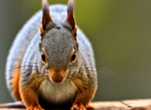 Avere uno scoiattolo come animale domestico è meno facile di quanto credi