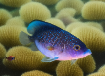 Come capire se un pesce è incinta