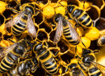 Come distinguere api e vespe tutte le differenze