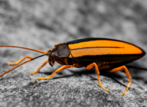 Come liberarsi degli scarafaggi in casa