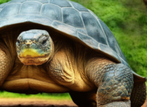 Come si calcola l'età di una tartaruga