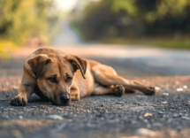 contentcreativestudio a dog abandoned on the road f00e17e7 8604 4888 8d7f e487026874c3
