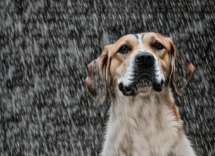 Cosa fare se il tuo cane ha paura dei temporali