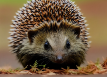 Cosa fare se trovo un riccio in giardino