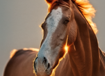 Cosa non fare con un cavallo