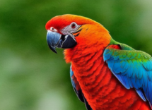 Cosa significa pappagallo allevato a mano