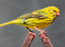 I 5 migliori uccelli domestici per principianti