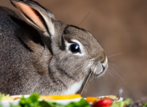 La dieta estiva per gli animali domestici come cambia l'alimentazione con l'arrivo del caldo