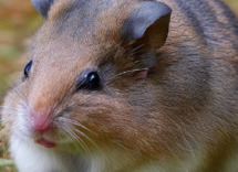 Perché i criceti corrono sulla ruota