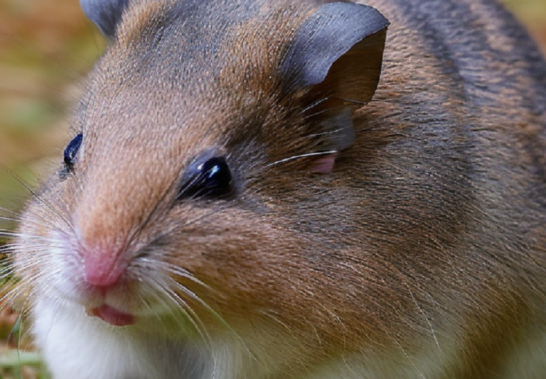 Perché i criceti corrono sulla ruota