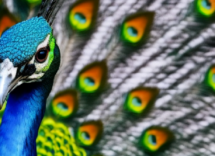 Perché il pavone apre la coda