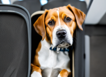 Quali animali posso portare in aereo