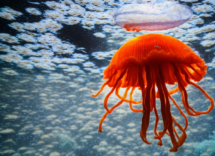Si possono tenere le meduse in un acquario