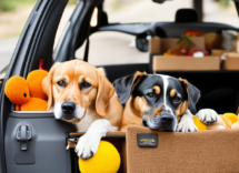 Accessori da viaggio per il cane