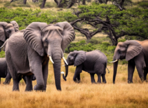 Anche gli animali si ubriacano