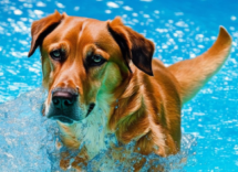 Come insegnare al cane a nuotare al mare e in piscina