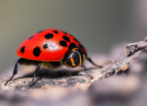 Esistono più di 6000 specie di coccinelle diverse