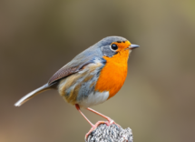 Gli uccelli non urinano