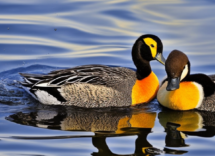 Le anatre dormono con un occhio aperto