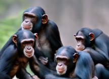 Qual è l'animale più intelligente del mondo