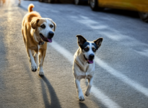 vero che i cani si bruciano i polpastrelli sull'asfalto