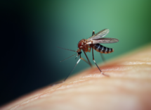 Perché le zanzare maschio non pungono?