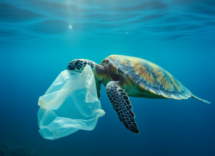 i sacchetti di plastica sono pericolosi per gli animali domestici giornata internazionale senza sacchetti di plastica