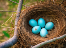 il colore tiffany e quello delle uova di una varieta americana di pettorisso