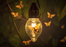 perche gli insetti sono attratti dalla luce