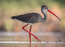 le caratteristiche del cavaliere ditalia luccello acquatico con le zampe rosse