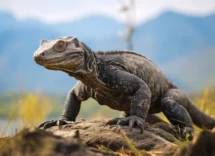 perche ci sono animali a sangue freddo