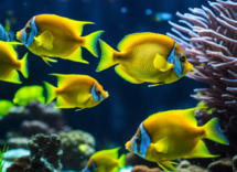 i pesci nuotano anche mentre dormono