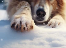 x consigli per proteggere dal freddo le zampe del tuo cane