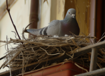 cosa fare se si trova un nido di piccioni sul balcone