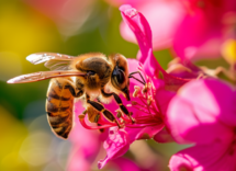 Cos'è e come funziona l'impollinazione