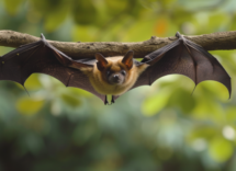 cose la ecolocalizzazione e quali animali la usano