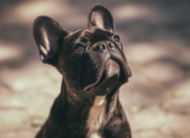 quante lezioni servono per addestrare un cane