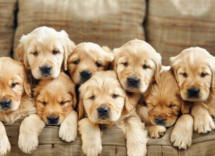 5 comportamenti curiosi dei cagnolini giornata dei cuccioli